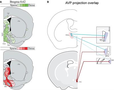 Modulation of social behavior by distinct vasopressin sources